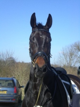 Rommel chilling out in between tests