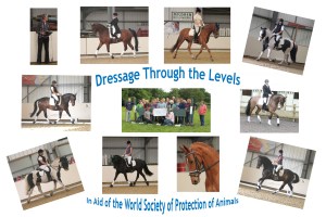 Dressage Through the Levels - Collage Collage